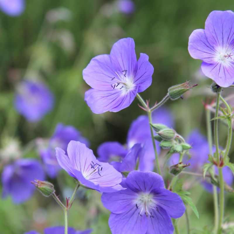 Geranium Brookside Perennial Close