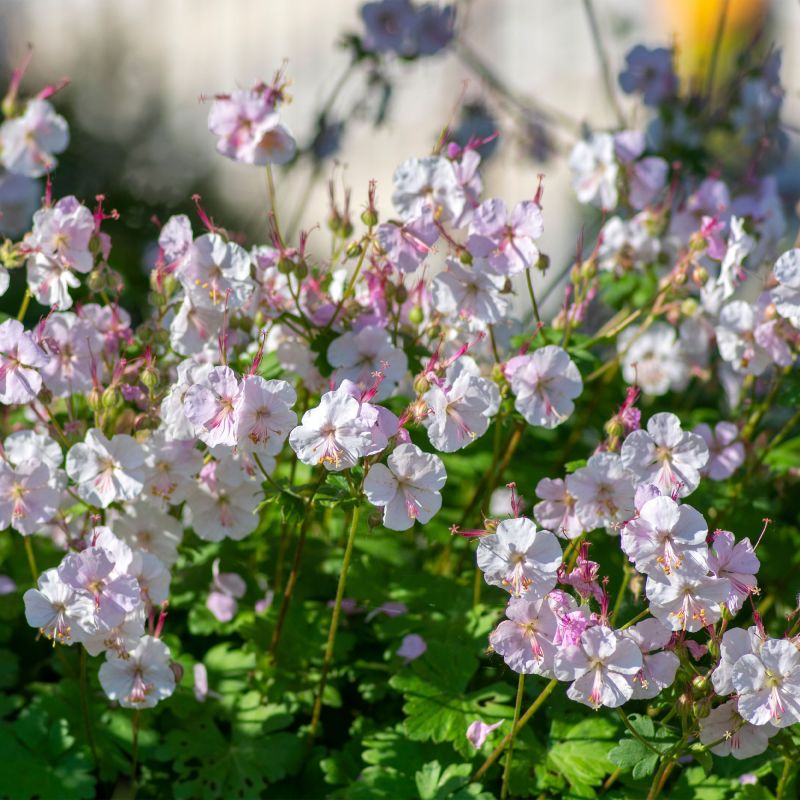 Geranium Cantabrigiense St Ola Perennial Hero