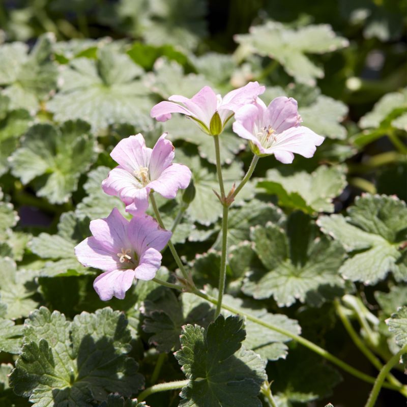 Geranium Dreamland Perennial Hero
