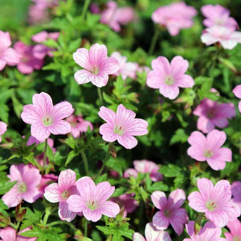 Geranium Endressii Perennial Hero