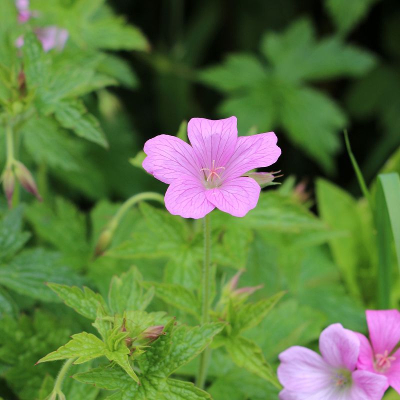 Geranium Endressii Wargrave Pink Perennial Hero