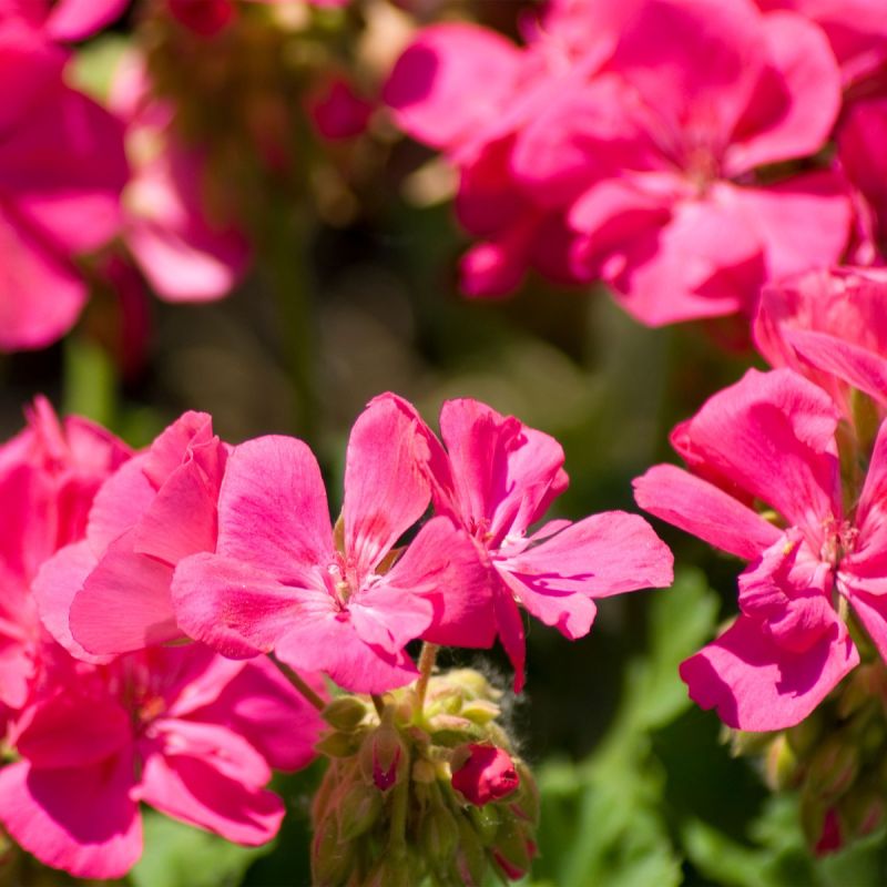Geranium Intense - 3L Pot hero