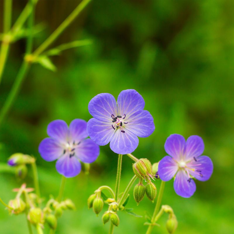 Geranium Johnson'S Blue Perennial Hero