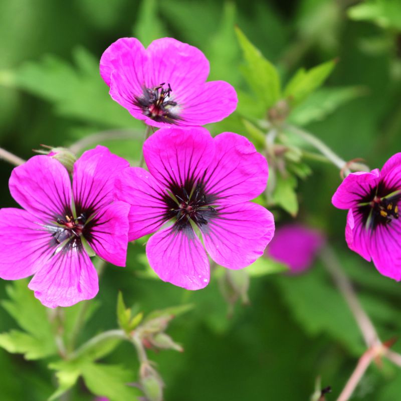 Geranium Patricia Perennial Hero
