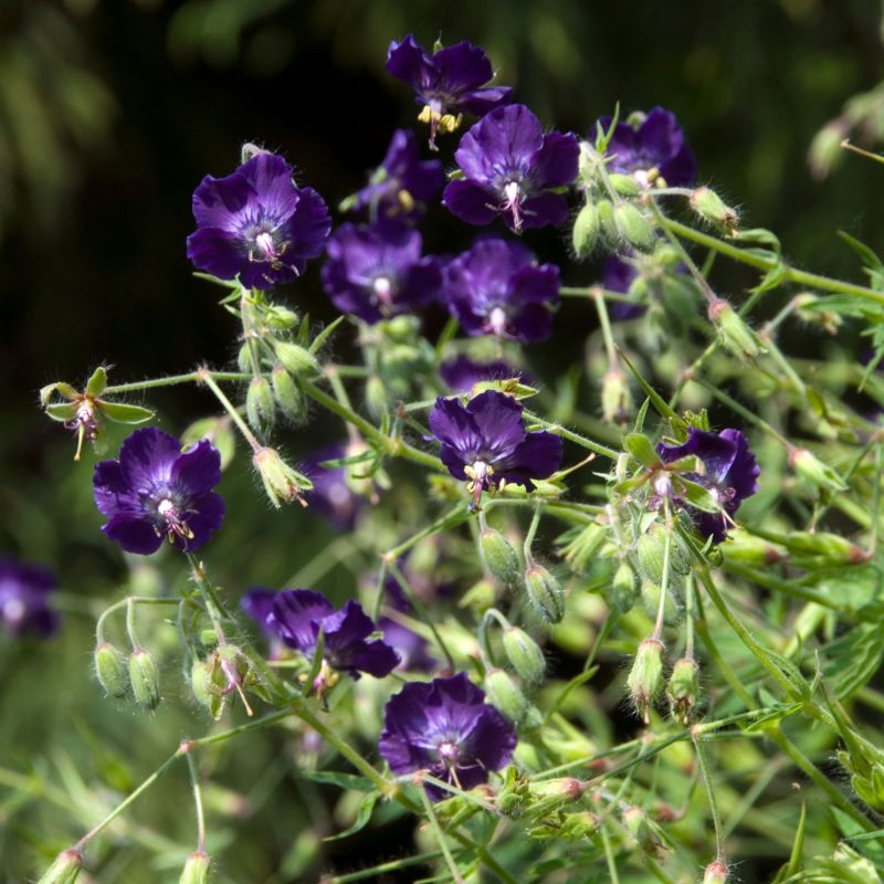 Geranium Phaeum Lily Lovell Perennial Hero