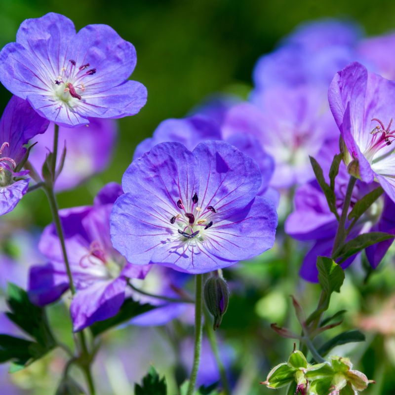 Geranium Rozanne Perennial Hero