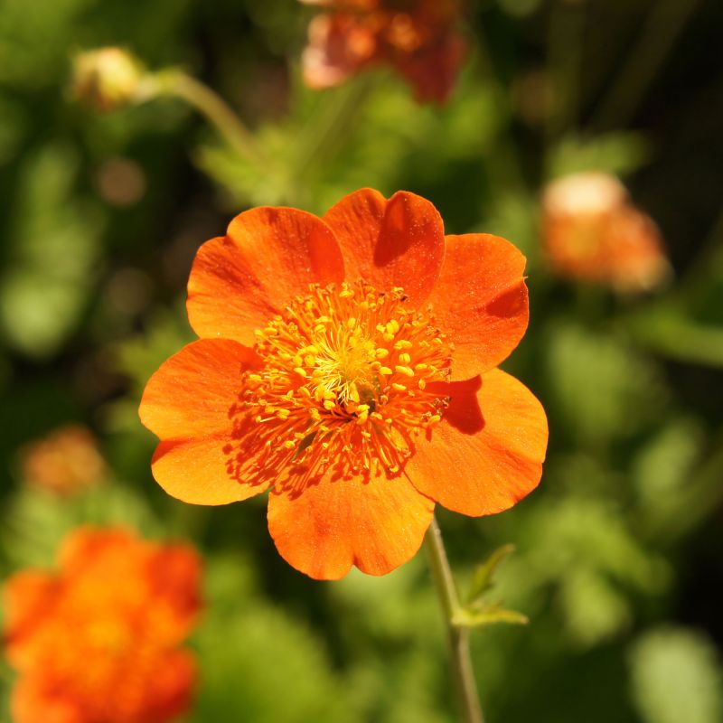 Geum Mrs Bradshaw Perennial Hero