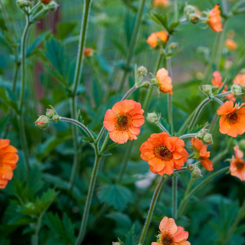 Geum Totally Tangerine Perennial Hero