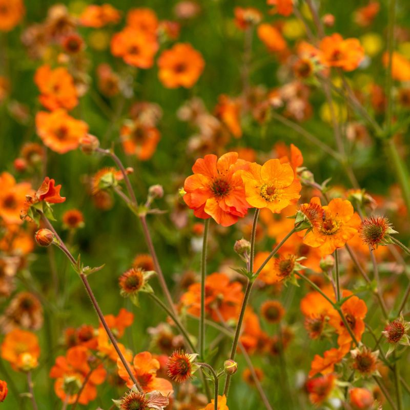 Geum Tropical Tempest Perennial Hero