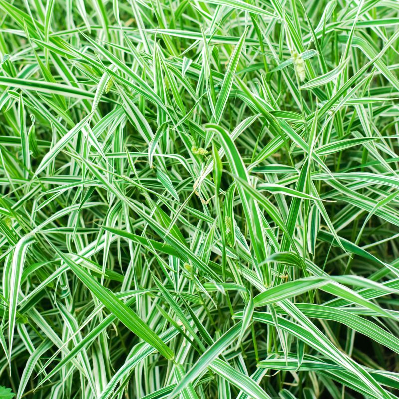 Glyceria Maxima Variegata Perennial Hero