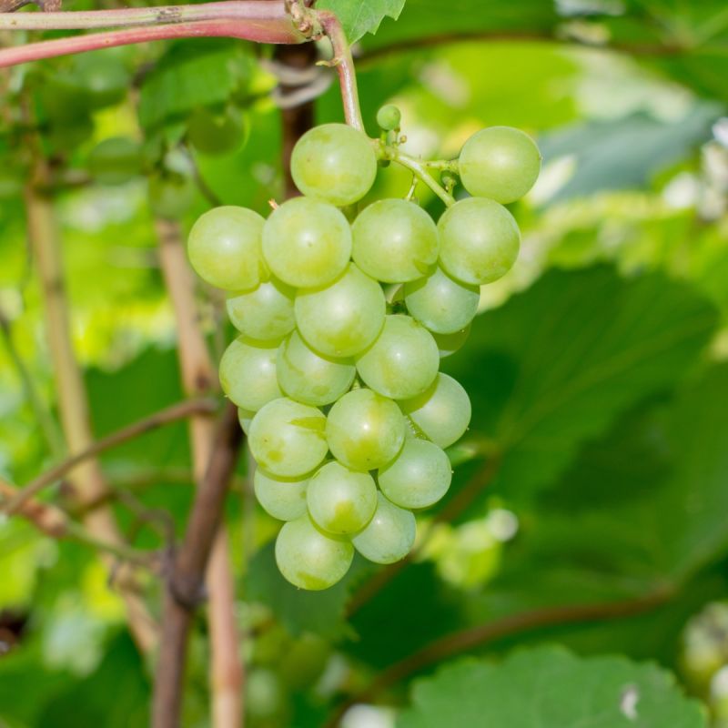 Muscat D'Alexandria grape vine hero