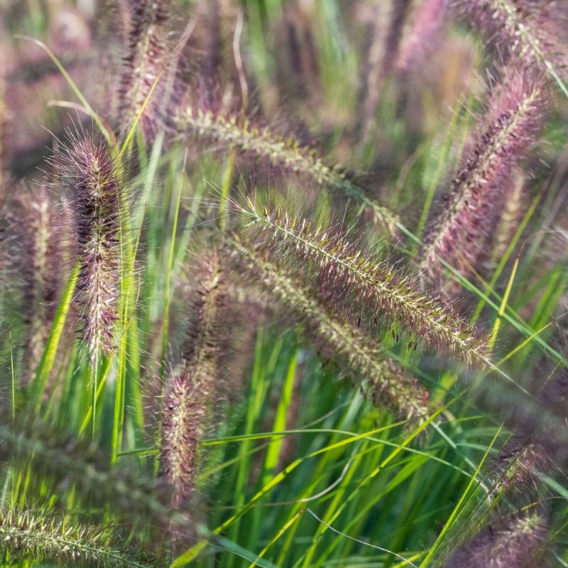 Green Chinese Fountain Grass Pennisetum alopecuroides var.viridescens 2L
Hero
