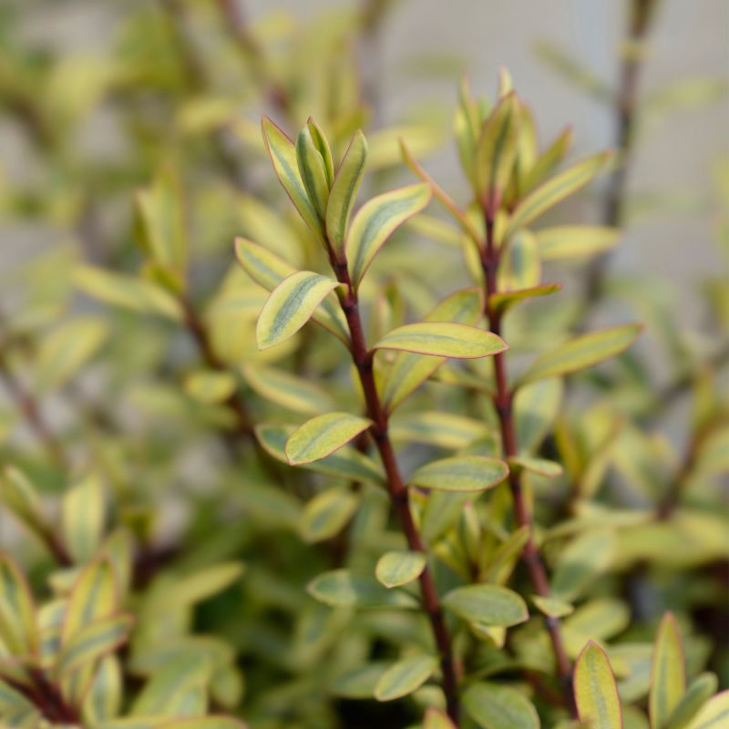 Hebe Champagne Shrub Hero