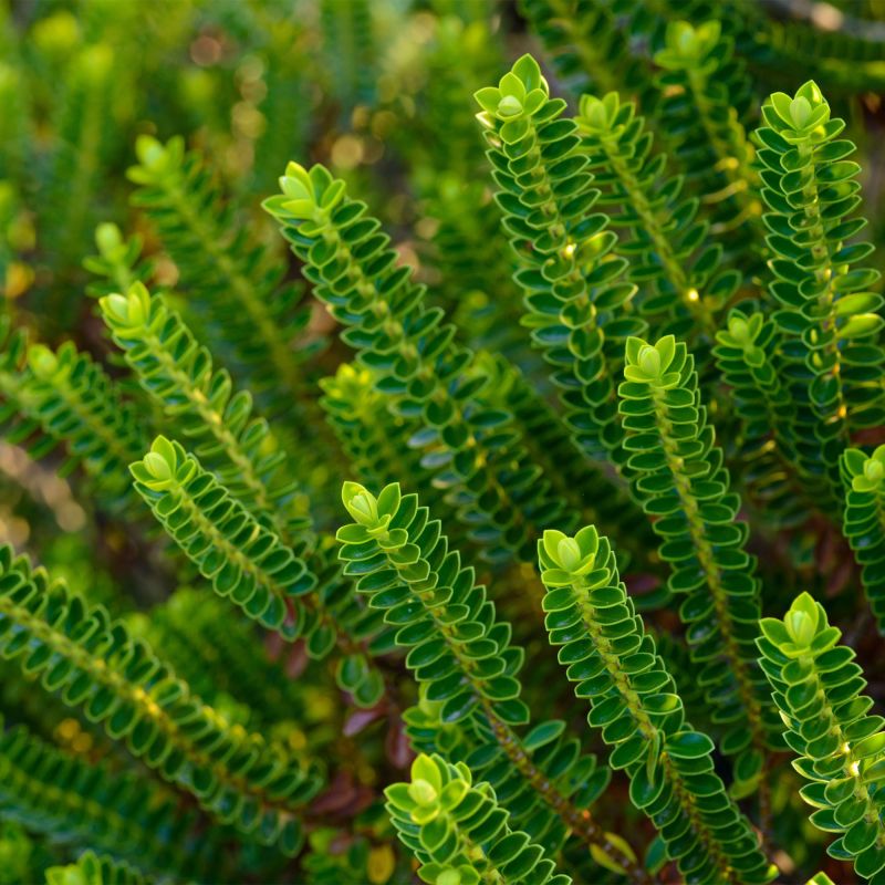 Hebe Emerald Gem Shrubs Hero
