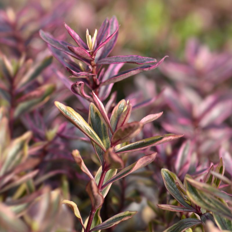 Hebe Magicolors In Varieties Shrub Hero