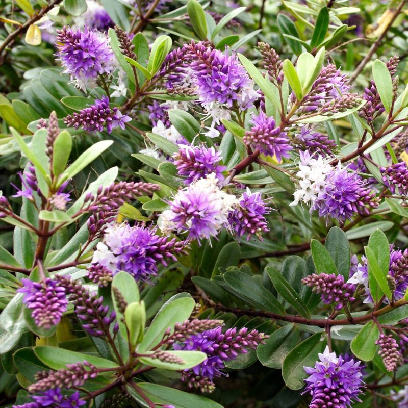 hebe midsummer beauty shrubby veronica hero