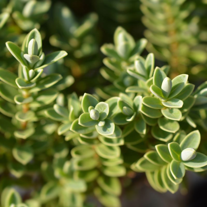 Hebe Pinguifolia Sutherlandii Shrub Hero