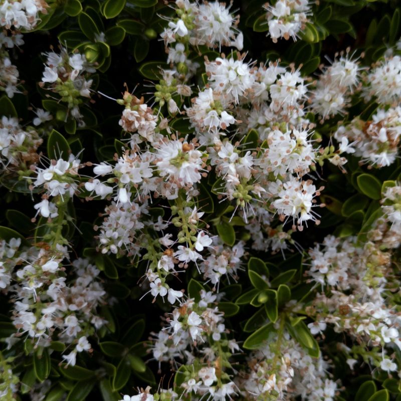 hebe-pink-lady-shrub-hero