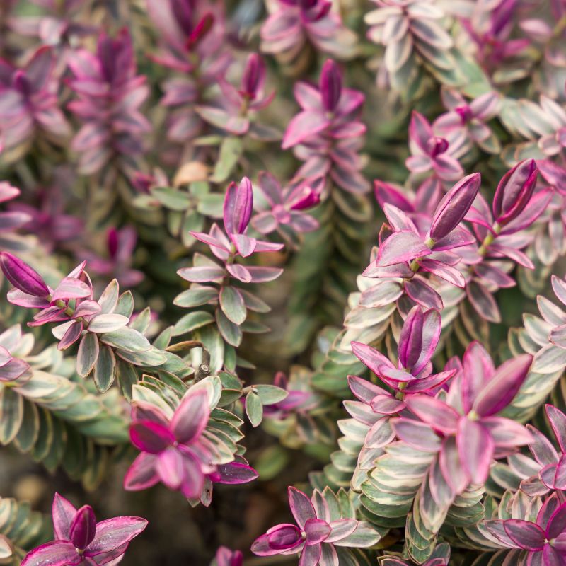 Hebe Super Red Edge Shrub Hero