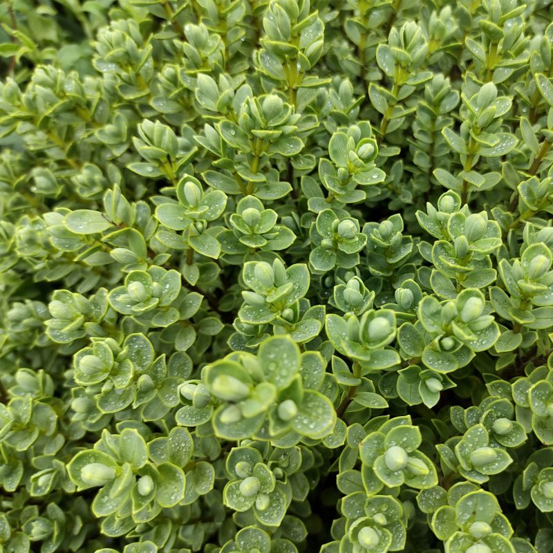 Hebe Topiaria Shrub Hero