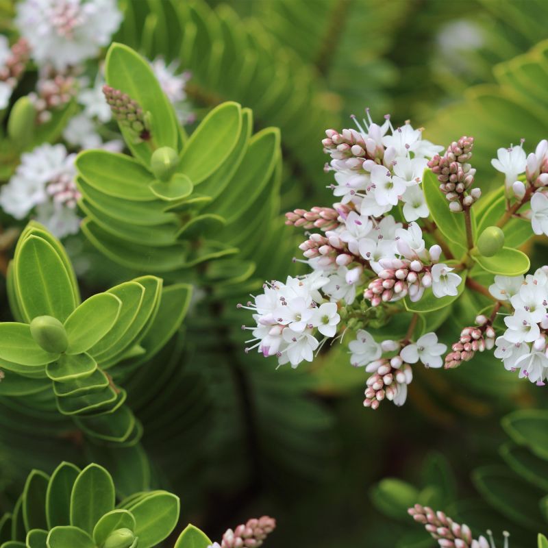 Hebe Vernicosa Shrub Hero