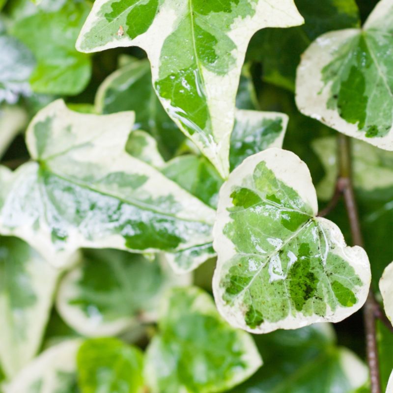 Hedera Glacier 3ft cane - 3L Pot hero