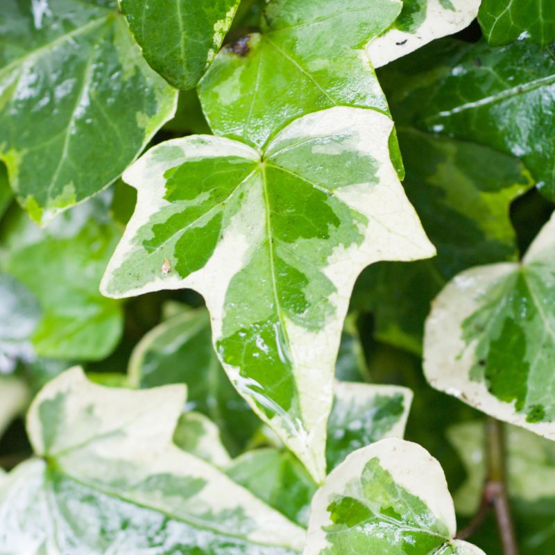 Hedera Helix Glacier Hero