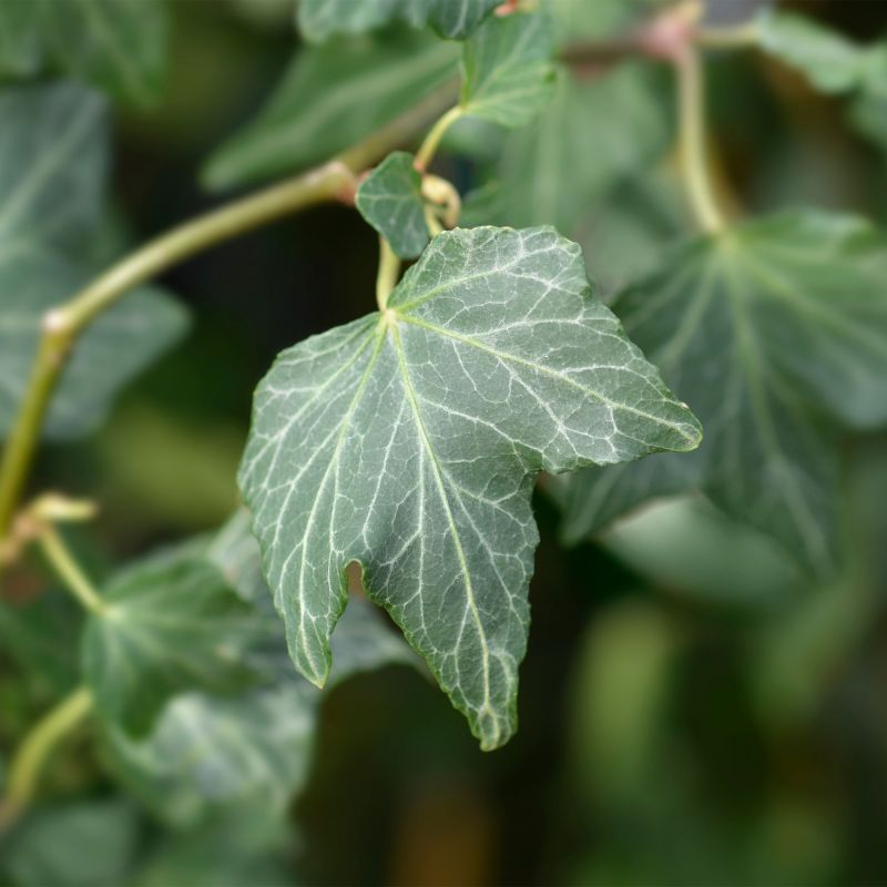 Hedera Helix Green Ripple Climber Hero