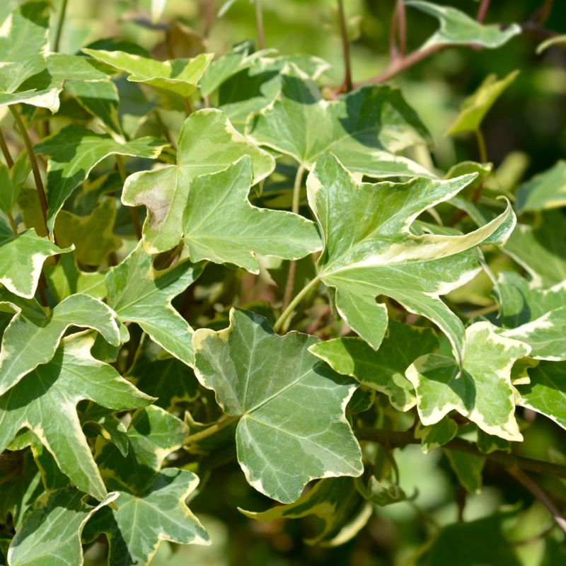 Hedera Helix Yellow Ripple Hero