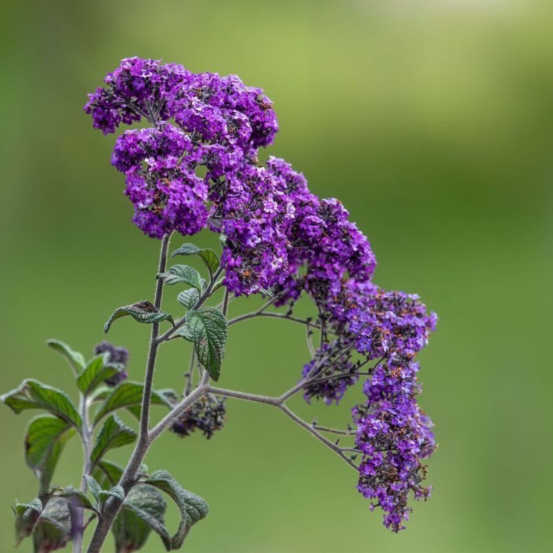 Heliotrope Scentropia Blue - 1L Pot perennial hero