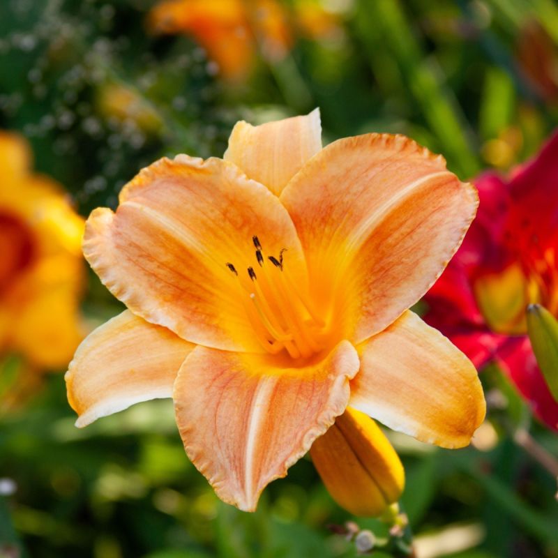 Hemerocallis 'Cathy's Sunset' - 2L Pot hero