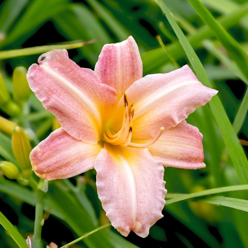 Hemerocallis Pink Damask - 2L Pot hero