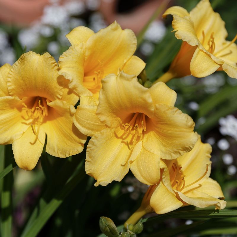 Hemerocallis Stella De Oro Perennial Hero