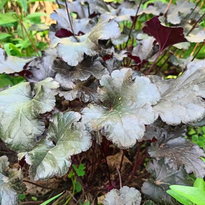 Heuchera Binoche - 2L Pot hero