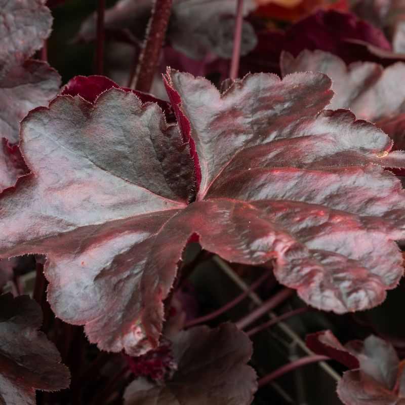 Heuchera Obsidian Perennial Hero