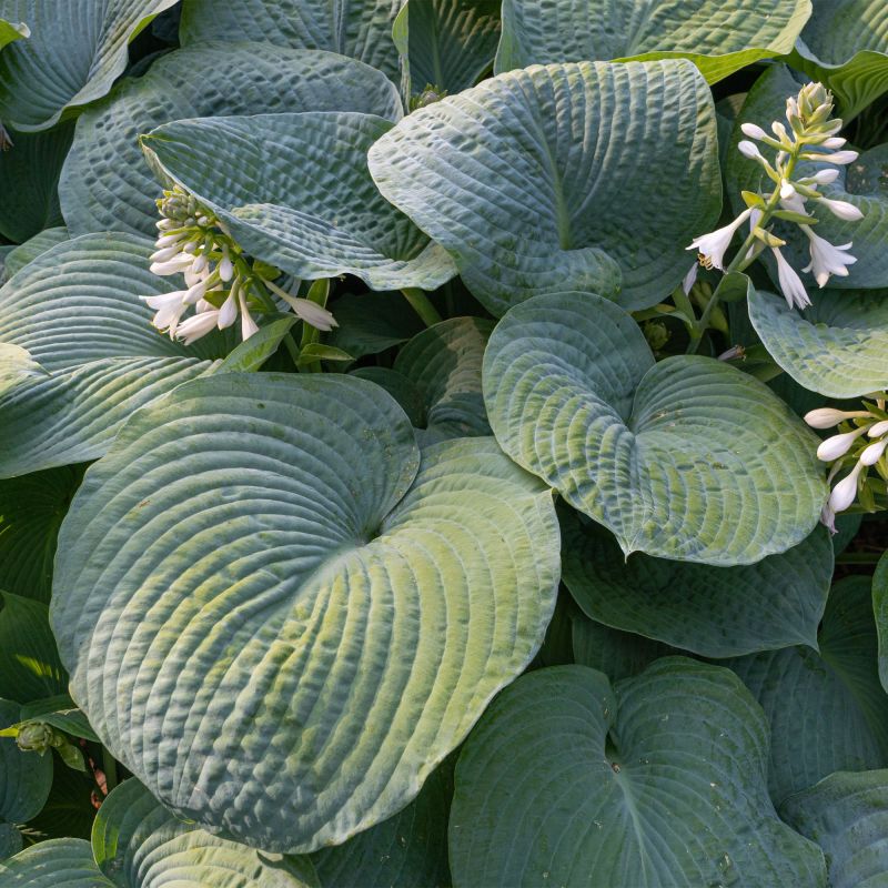 Hosta Big Daddy Perennial Hero
