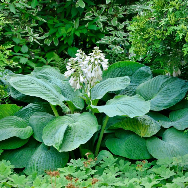Hosta Blue Angel Perennial Hero