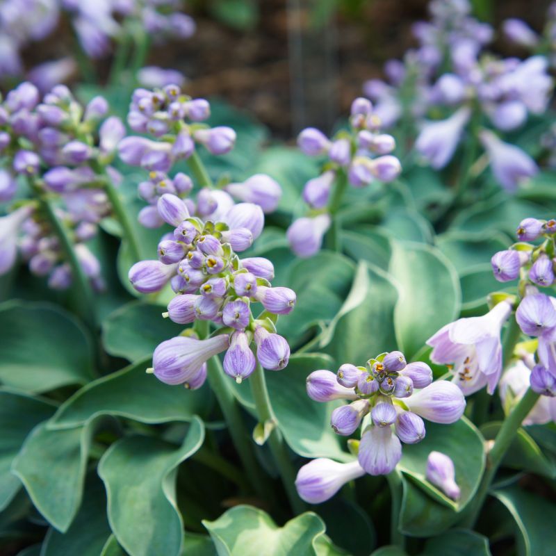 Hosta Blue Mouse Ears Perennial Hero