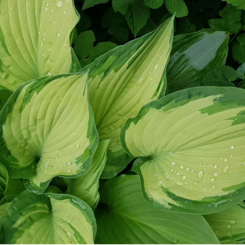 Hosta Fortunei Albopicta Perennial Hero