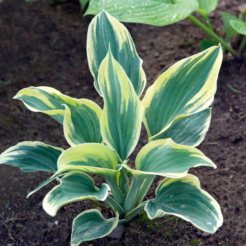 Hosta Fortunei Aureomarginata Perennial Hero