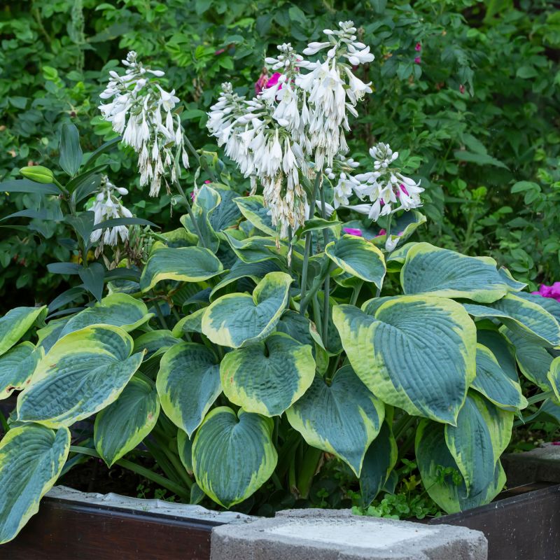 Hosta Frances Williams Perennial Hero