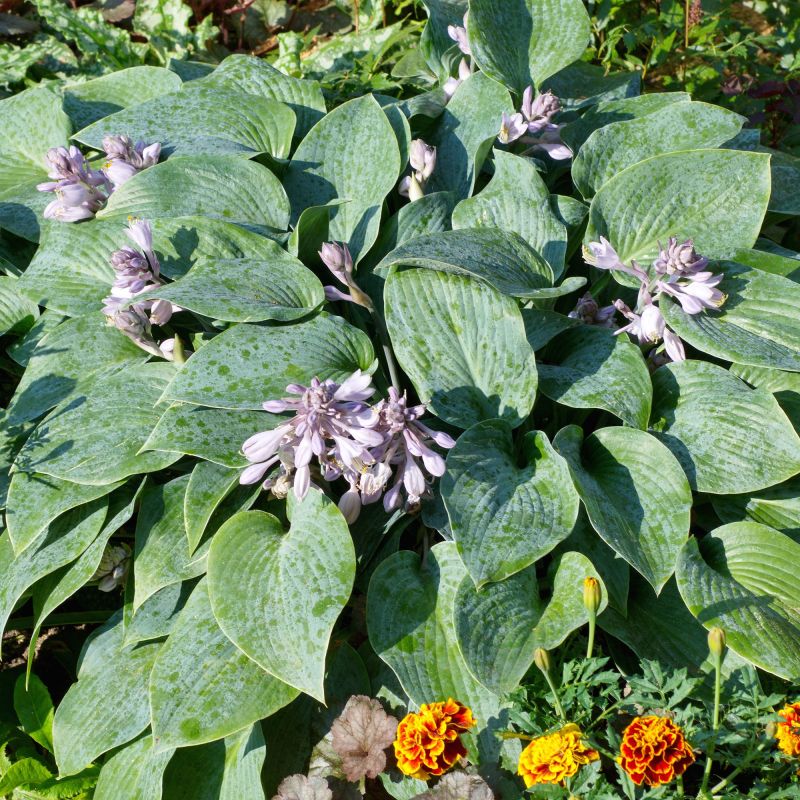 Hosta Halcyon Perennial Hero
