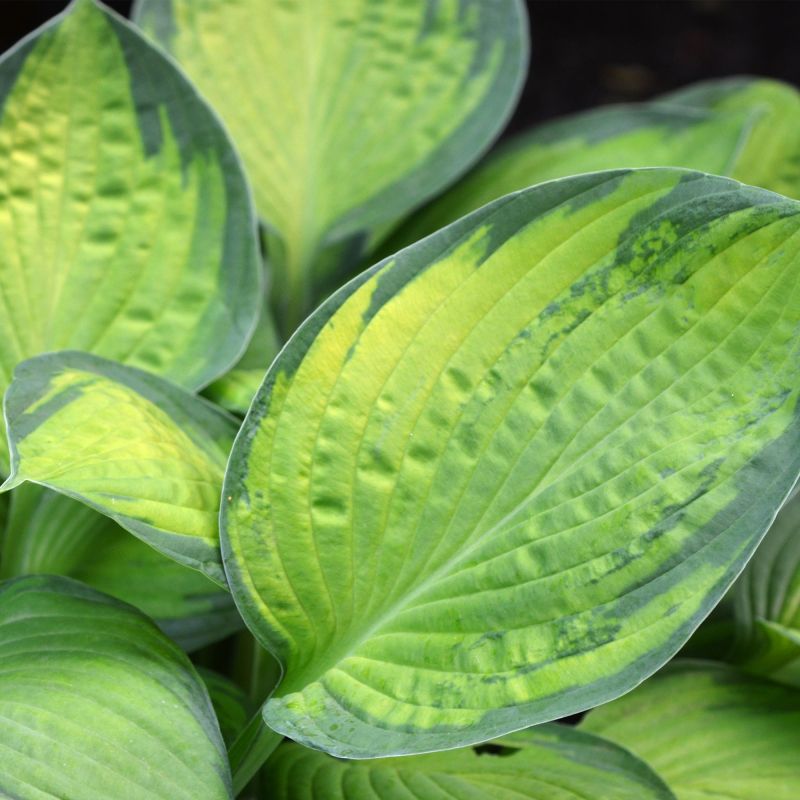 Hosta June Perennial Close