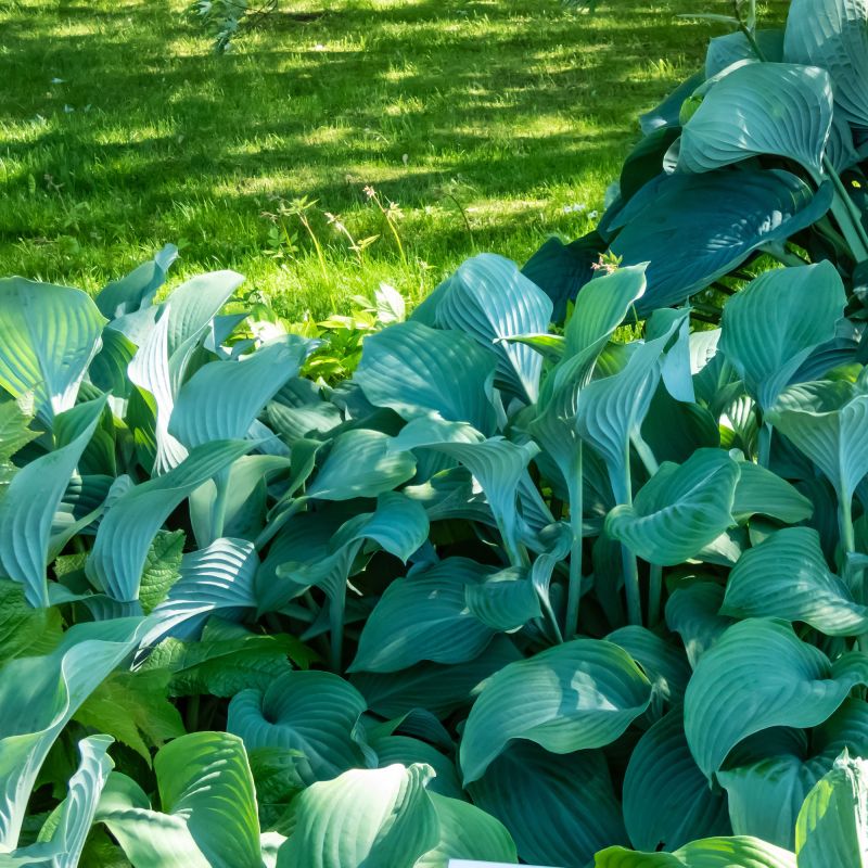 Hosta Krossa Regal Perennial Hero