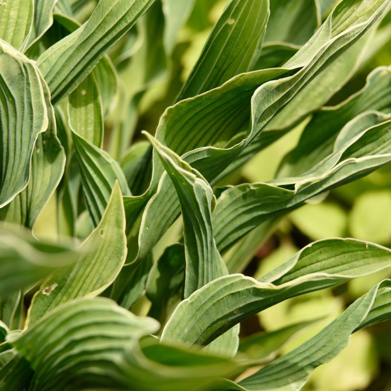 Hosta Praying Hands Perennial Hero