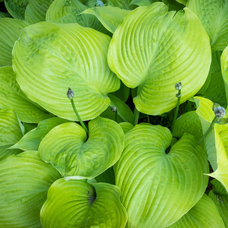 Hosta Sum And Substance Perennial Hero