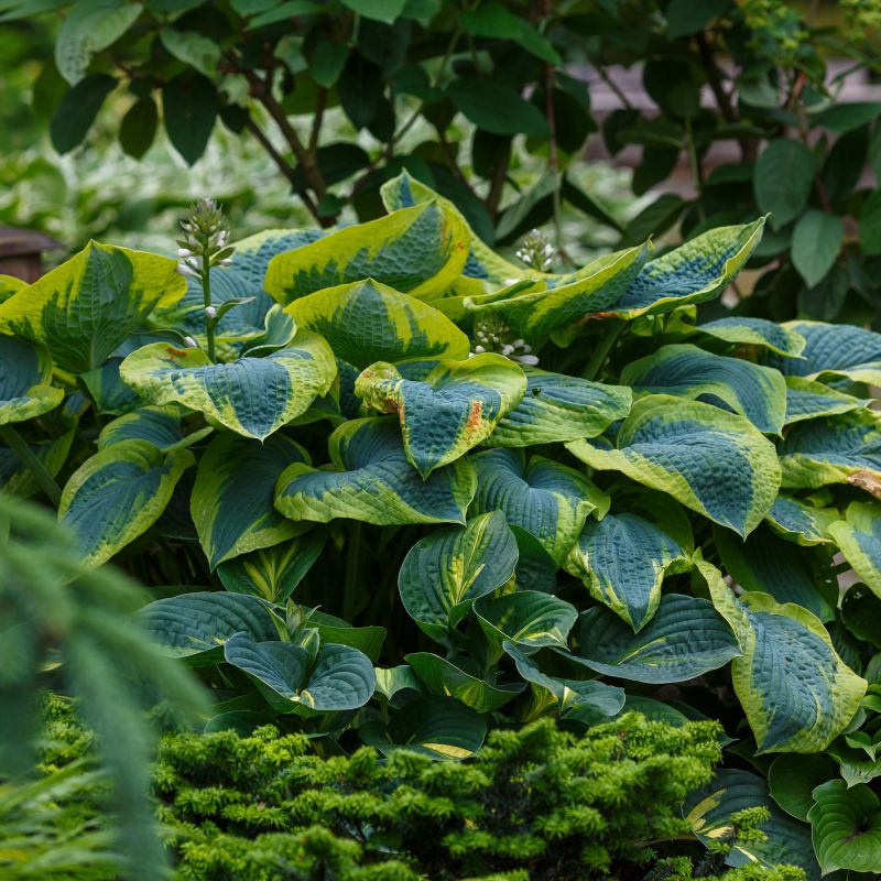 Hosta Tokudama Flavocircinalis Perennial Hero