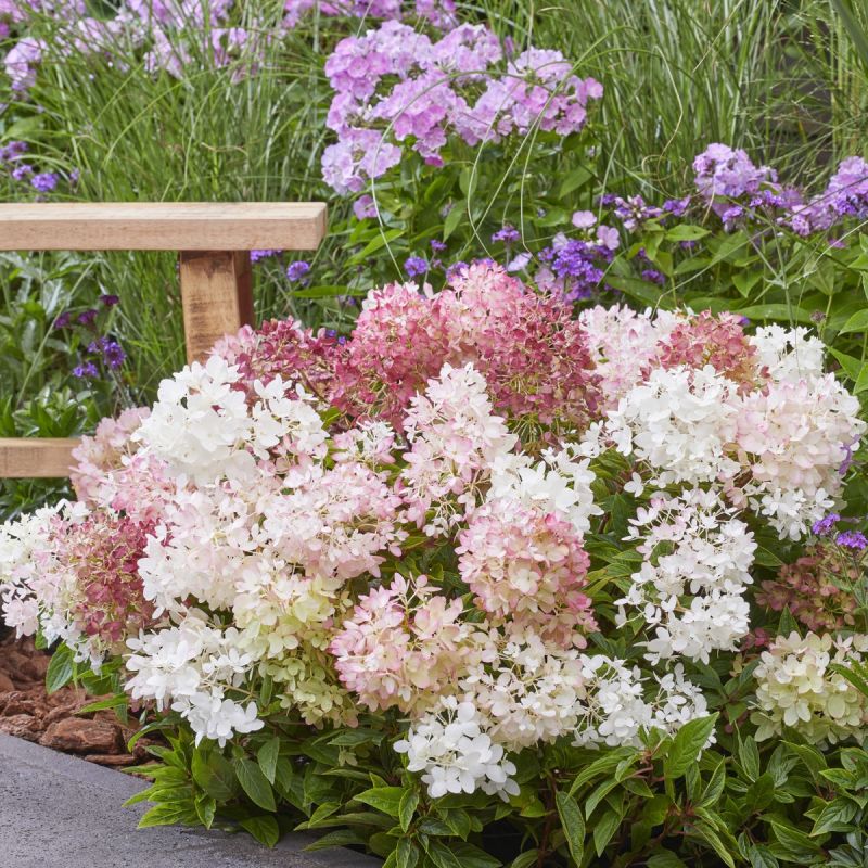 Hydrangea paniculata ‘Groundbreaker’ Blush - 1.3L Pot bush