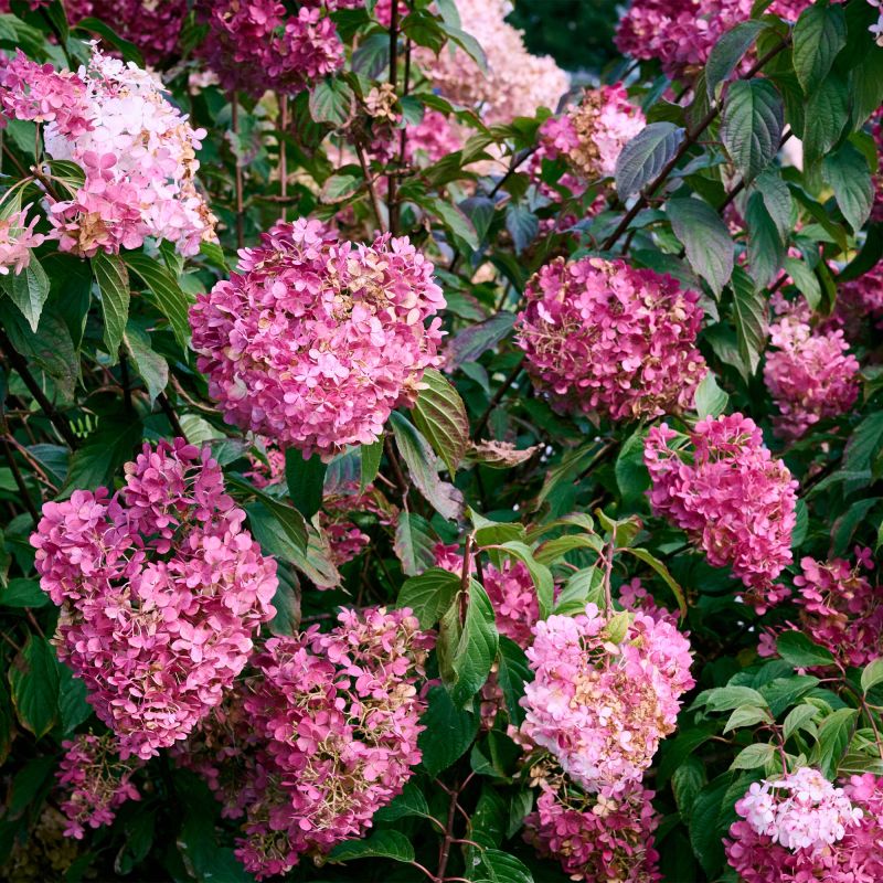 Hydrangea Macrophylla Bouquet Rose Shrub Hero