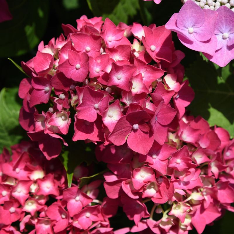 Hydrangea macrophylla Masja - 3L Pot Shrub Hero